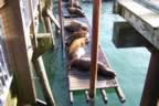 Sea Lions at the coast in Jan 07. (168kb)