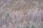 They looks so far away (218kb)