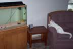 Our new fish tank and kitten Linus. (68kb)